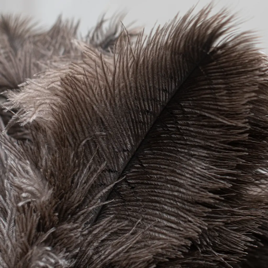 FeatherDusterDark-634.webp