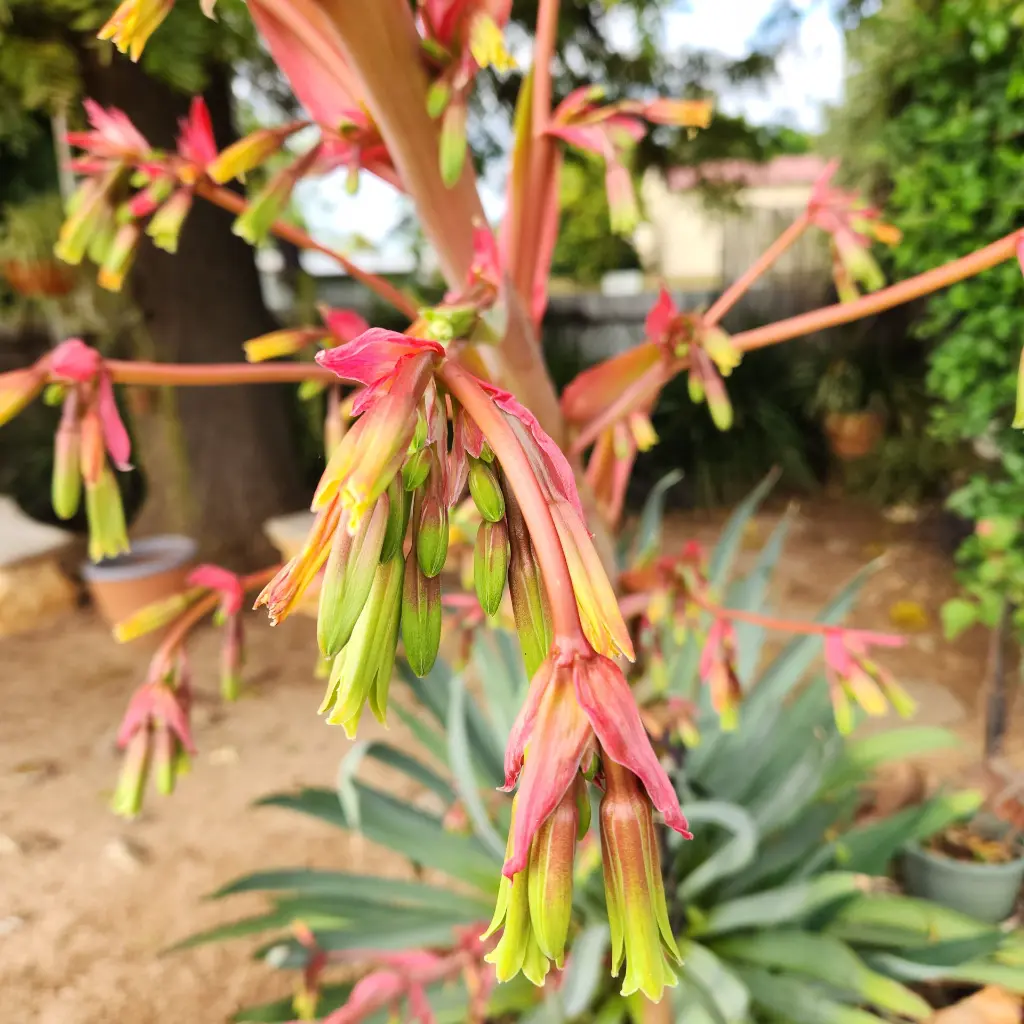 Beschorneria yuccoidies closeup.webp