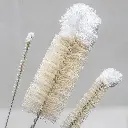 BottleBrushCottonTop50_20_6mm-468.webp