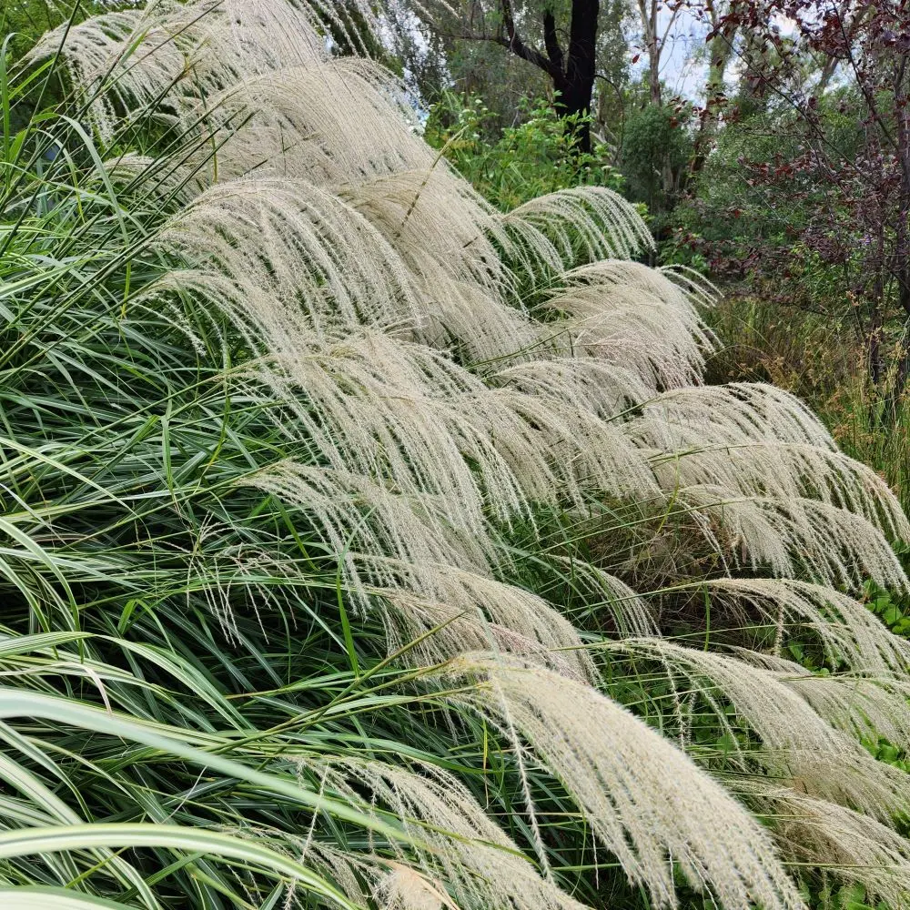 Miscanthus transmorrisonensis.webp