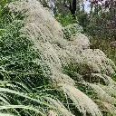 Miscanthus transmorrisonensis.webp