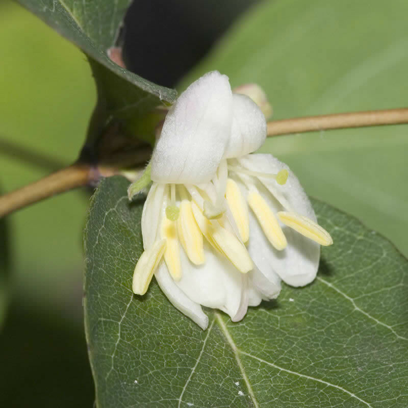 Lonicera fragrantissima - Winter Flowering Honeysuckle