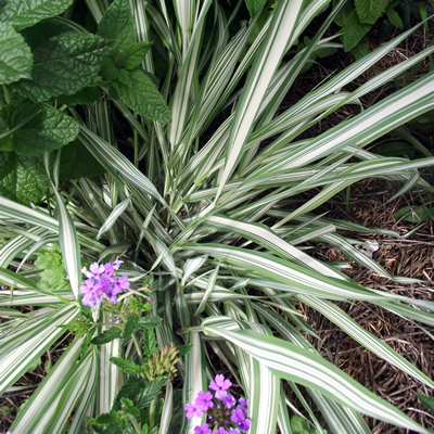 Phalaris arundinacea picta