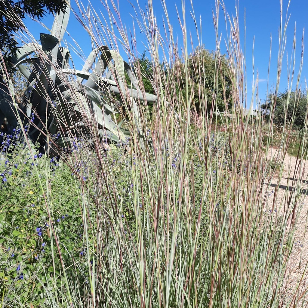 Andropogon Prairie Blues