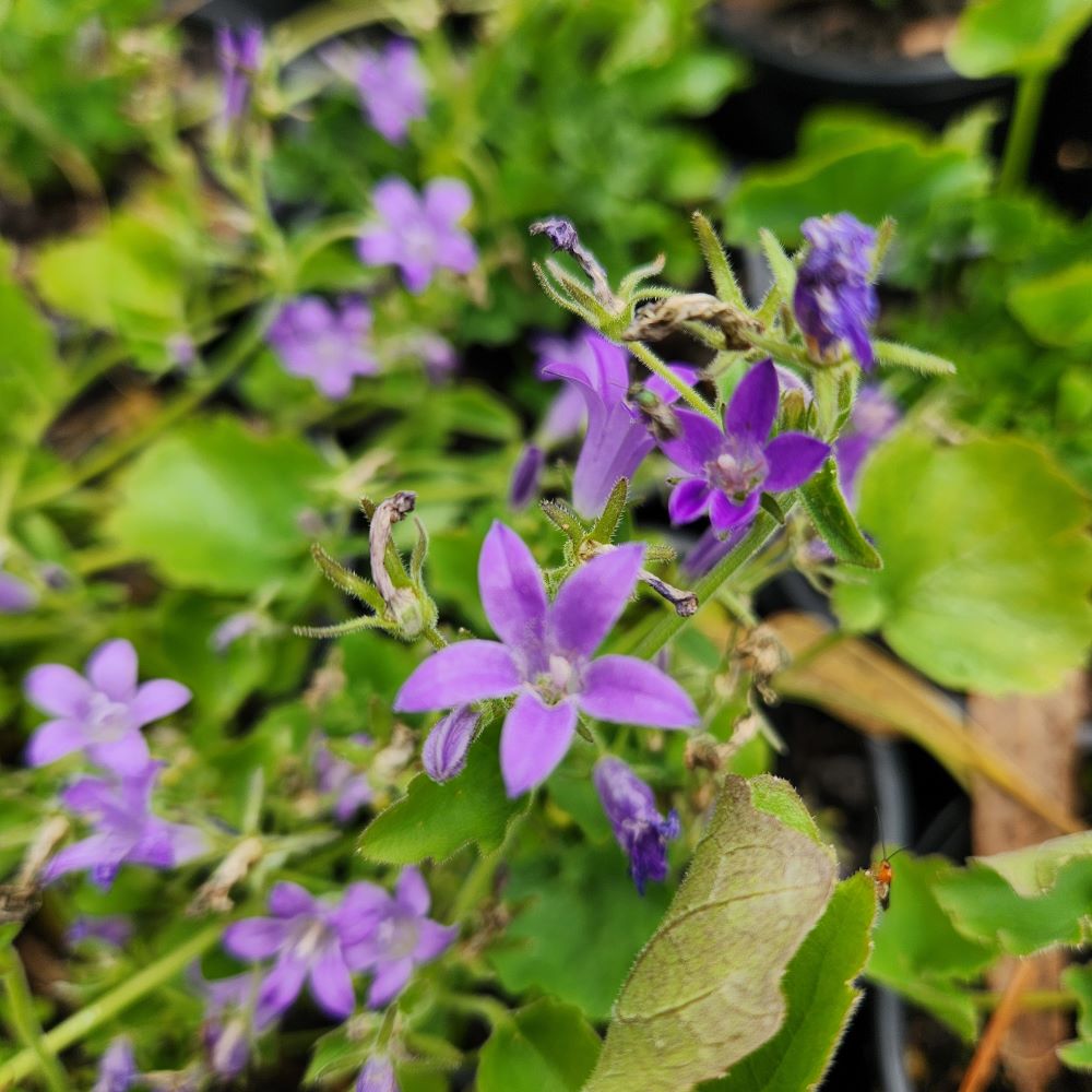 Campanula portenschlagiana