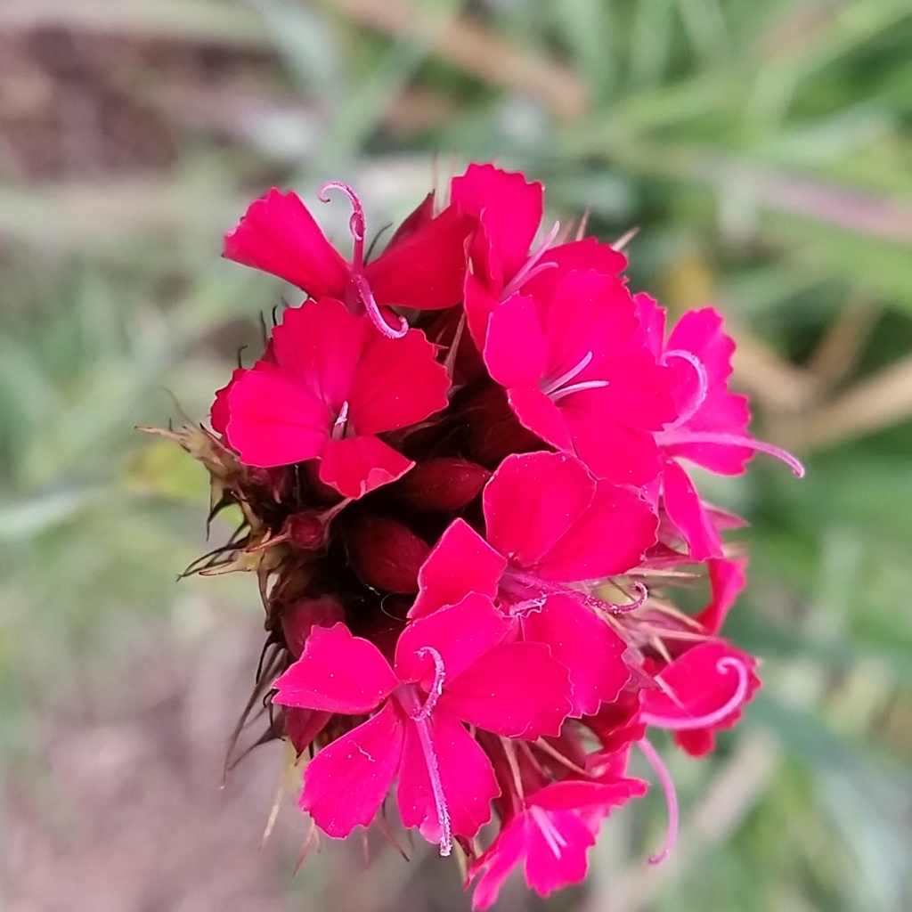 Dianthus cruentus - Blood Pink