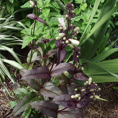 Penstemon digitalis 'Husker's Red' - Foxglove Penstemon