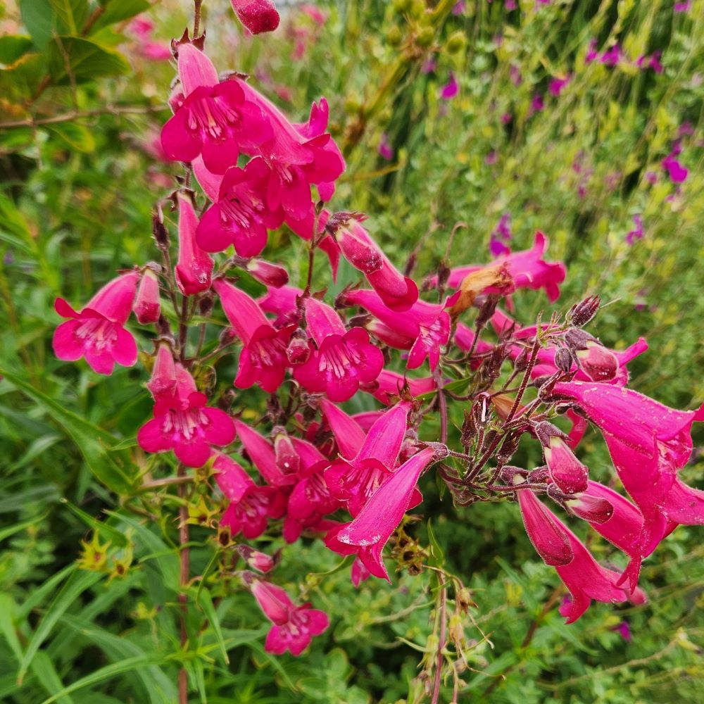 Penstemon gloxinioides 'Garnet'