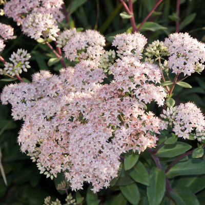 Sedum telephium - 'Matrona'