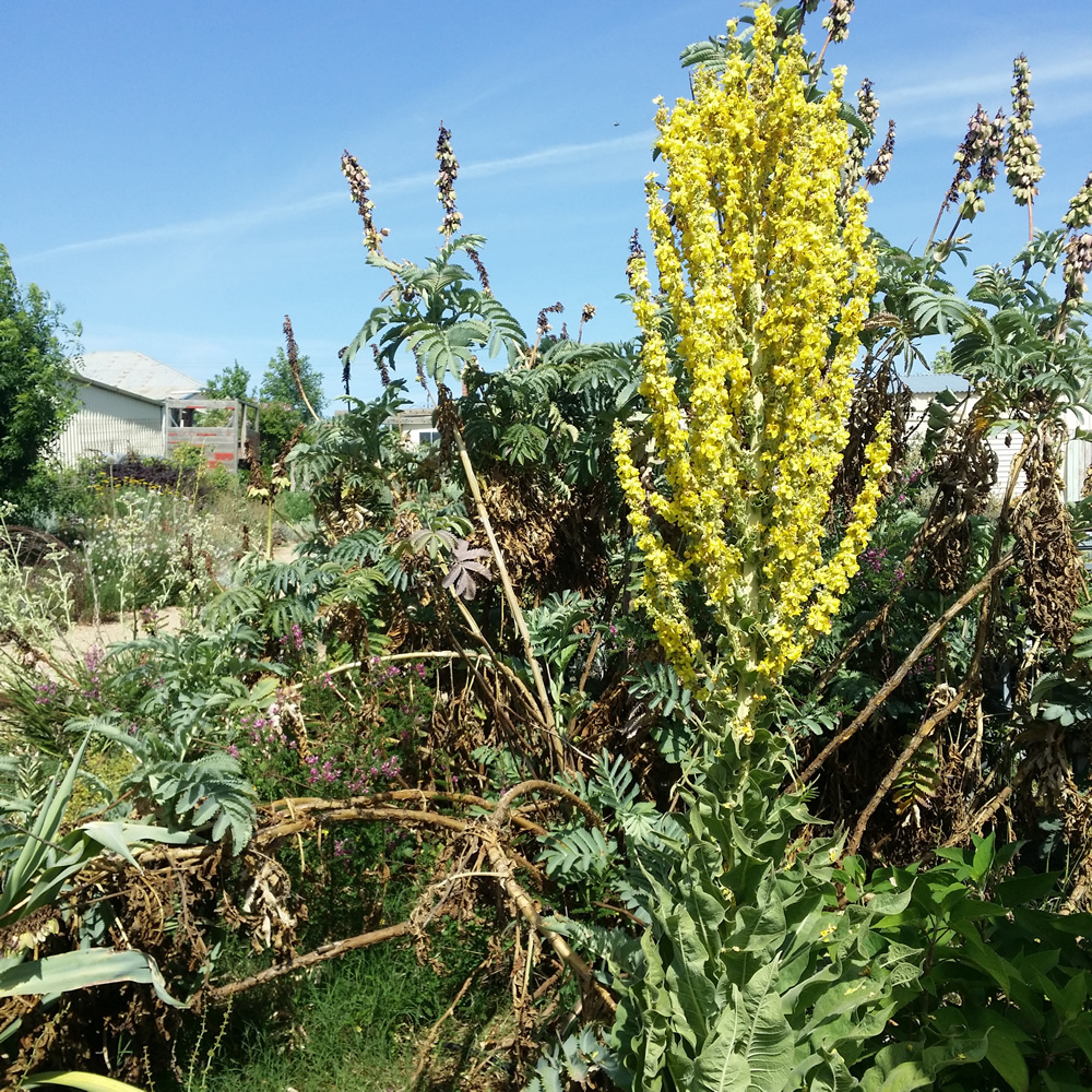 Verbascum olympicum