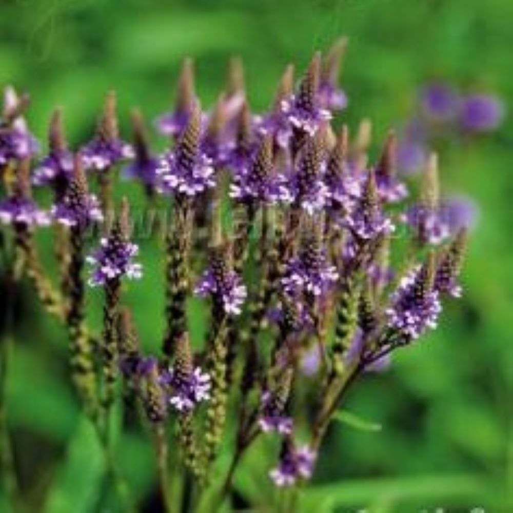 Verbena hastata 'Blue Spires'