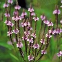 Verbena hastata "Pink Spires'