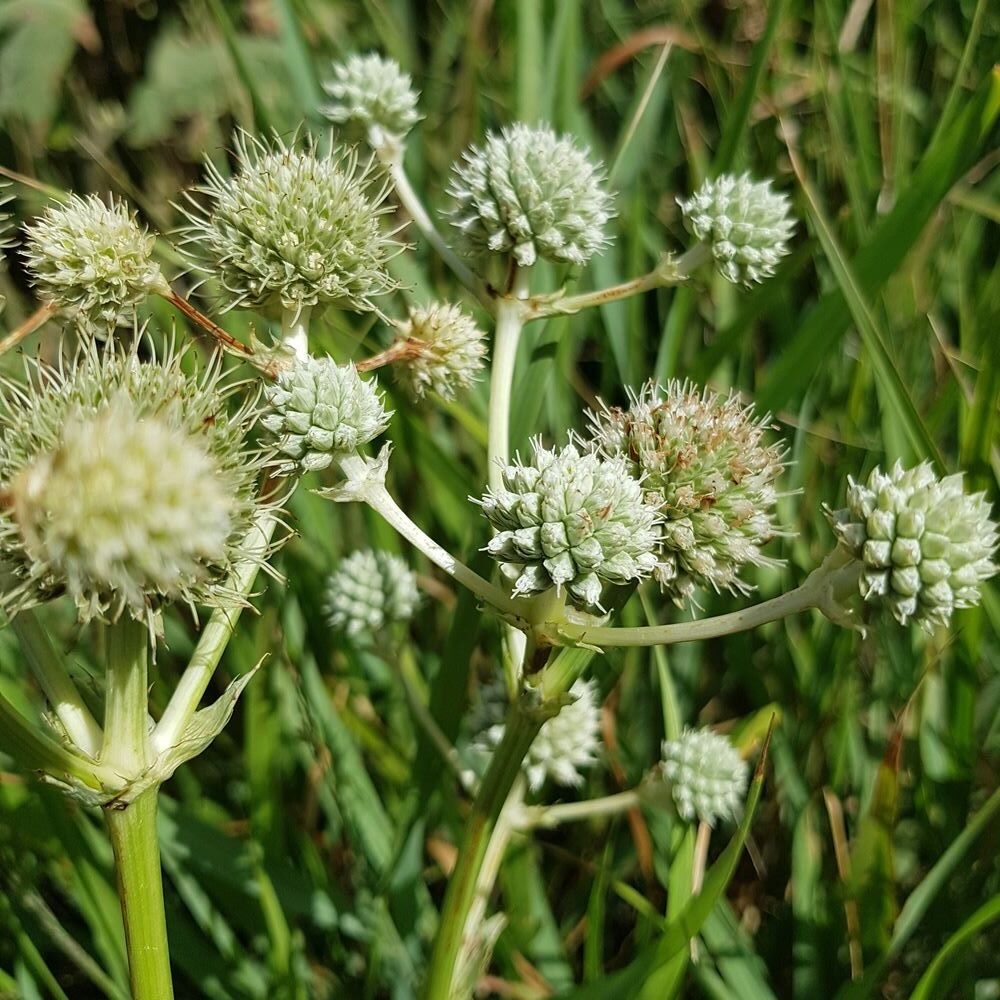 Eryngium yuccifolium