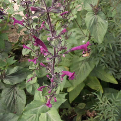 Lepechinia hastata - Pitcher Sage