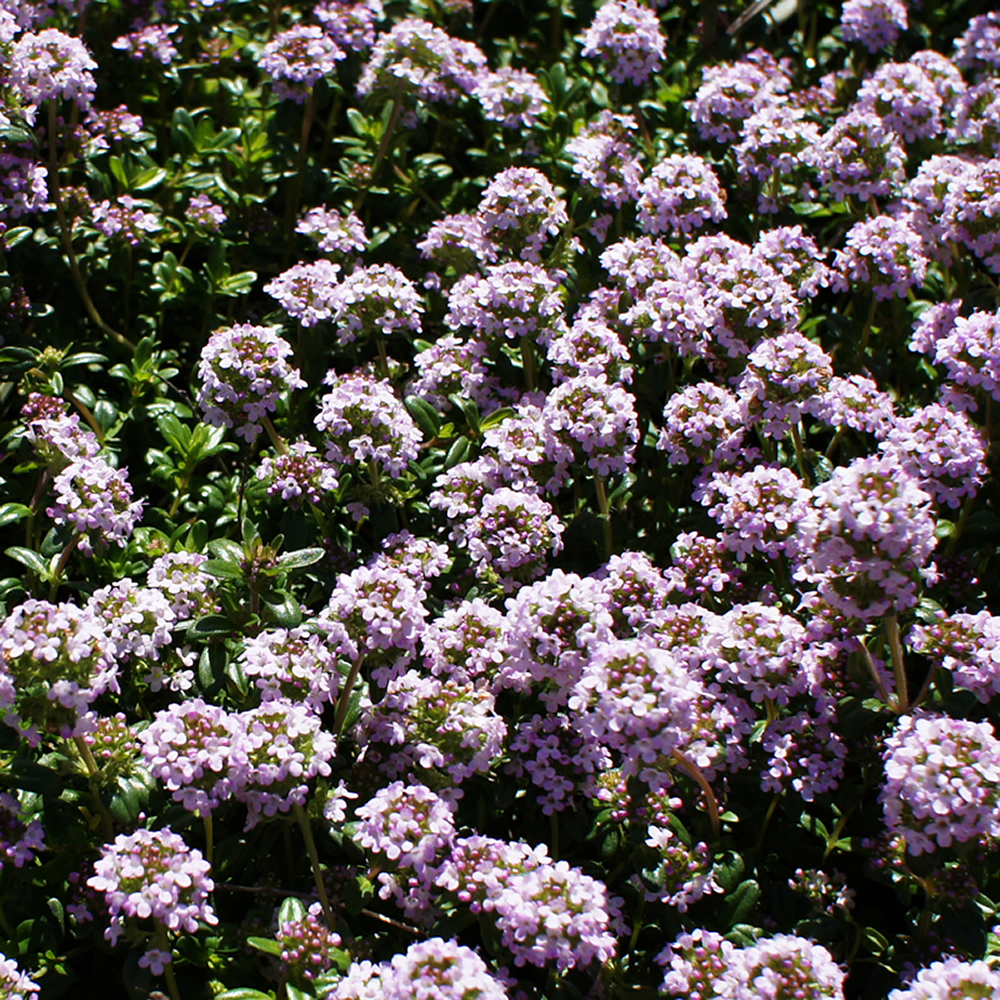 Thymus longicaulis - Mediterranean Creeping Thyme