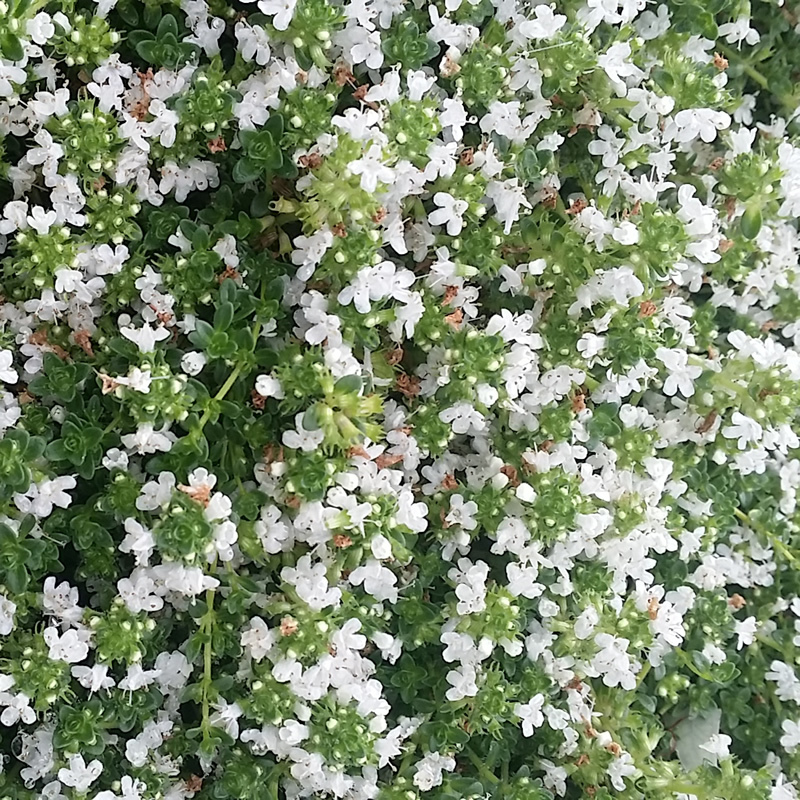 Thymus serpyllum albus - 'White Creeping Thyme'