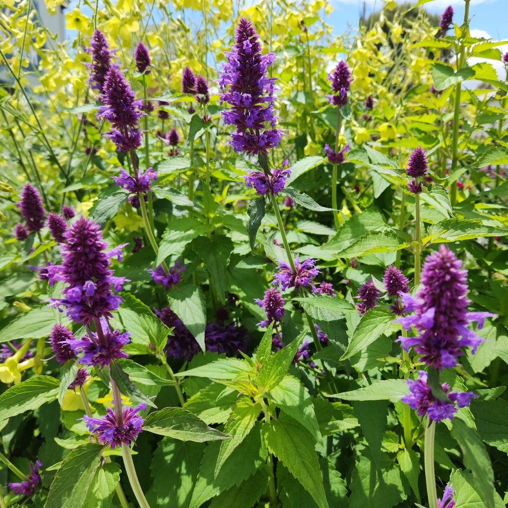 Agastache 'Blue Boa'