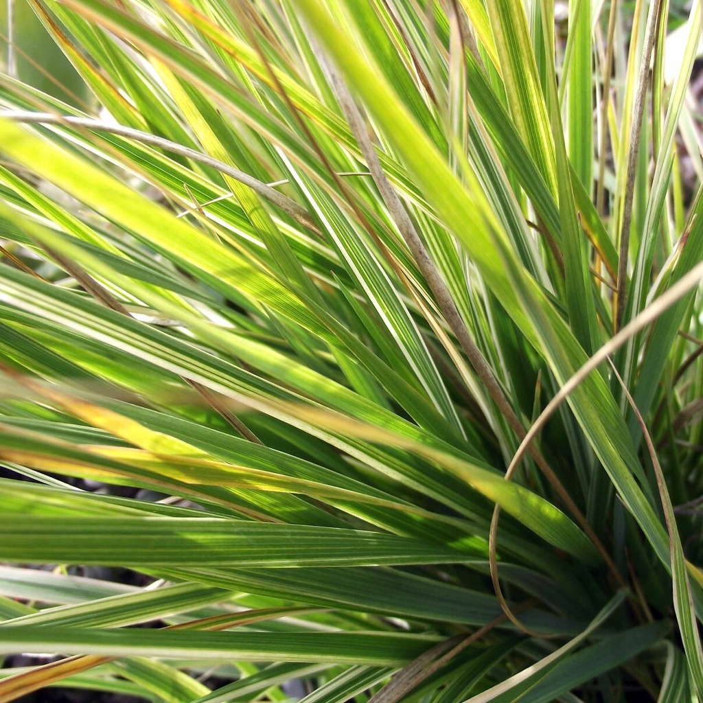 Calamagrostis x acutiflora 'Overdam' Feather Reed Grass