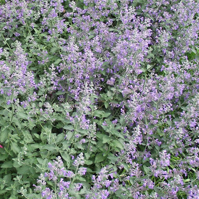 Nepeta 'Six Hills Giant'