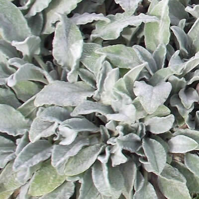 Stachys byzantina - 'Big Ears'