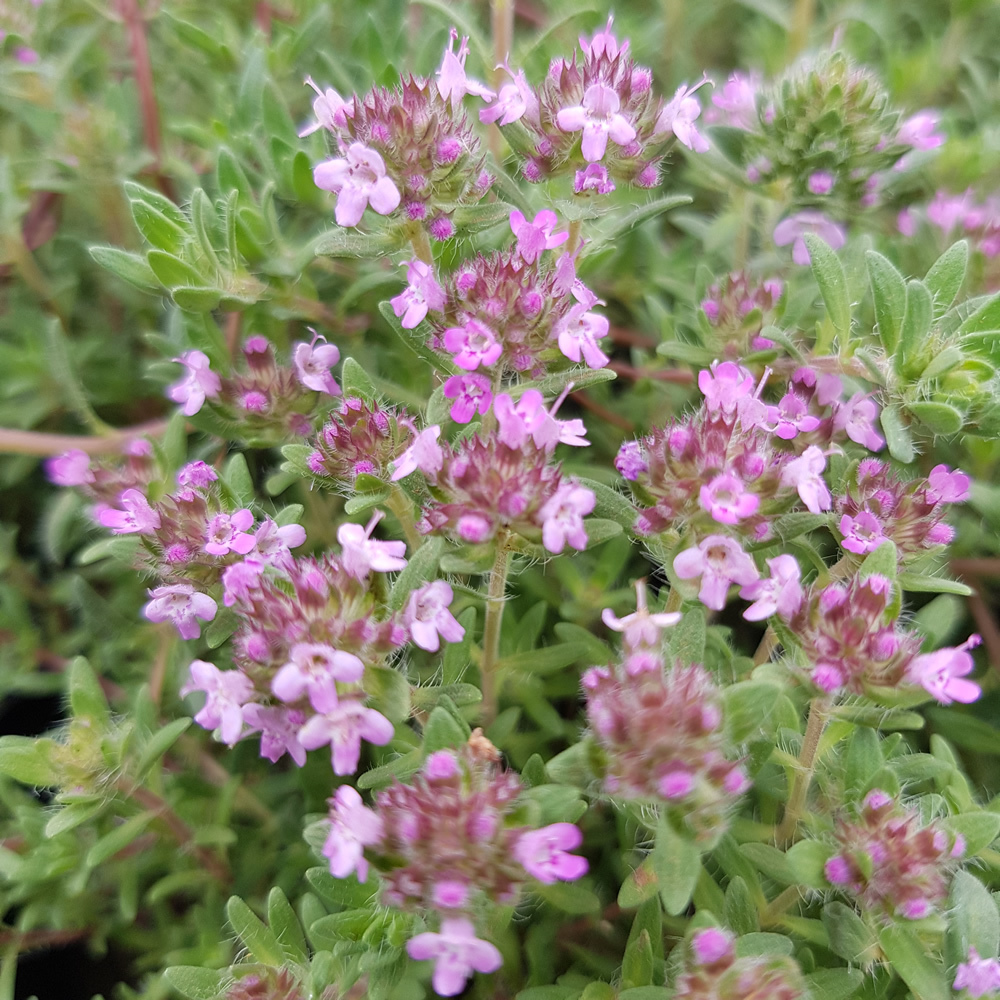 Thymus hirsutus - Mediterranean Woolly Thyme