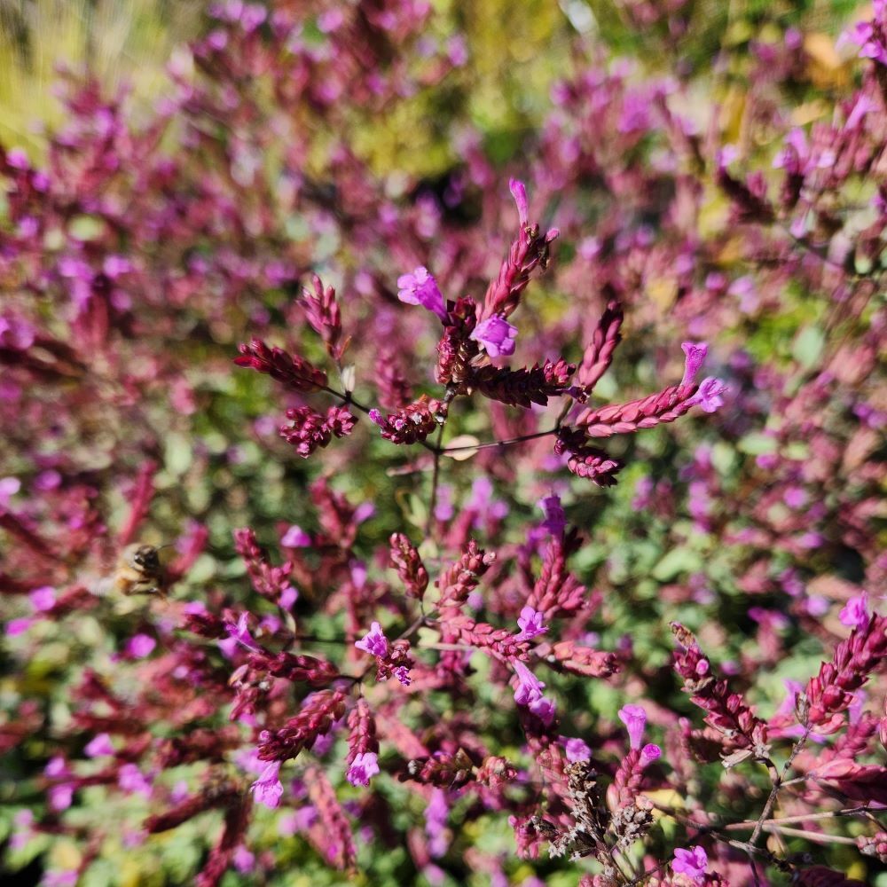 Origanum laevigatum 'Hopley's' Oregano