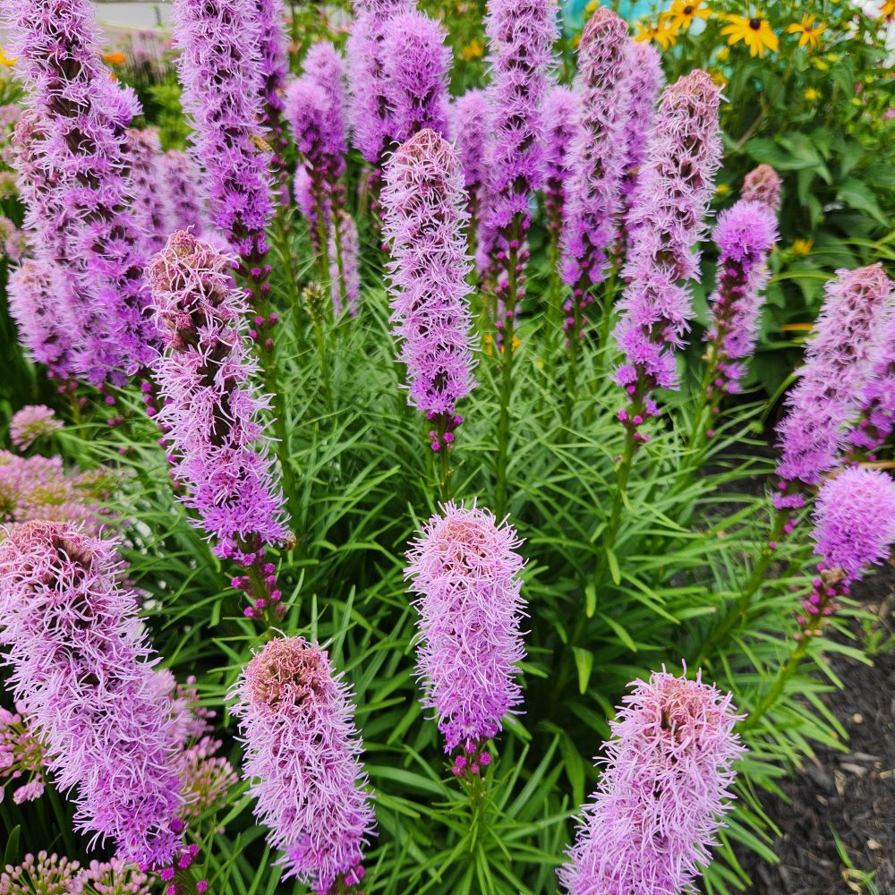 Liatris spicata - Floristan Violet Blazing Star