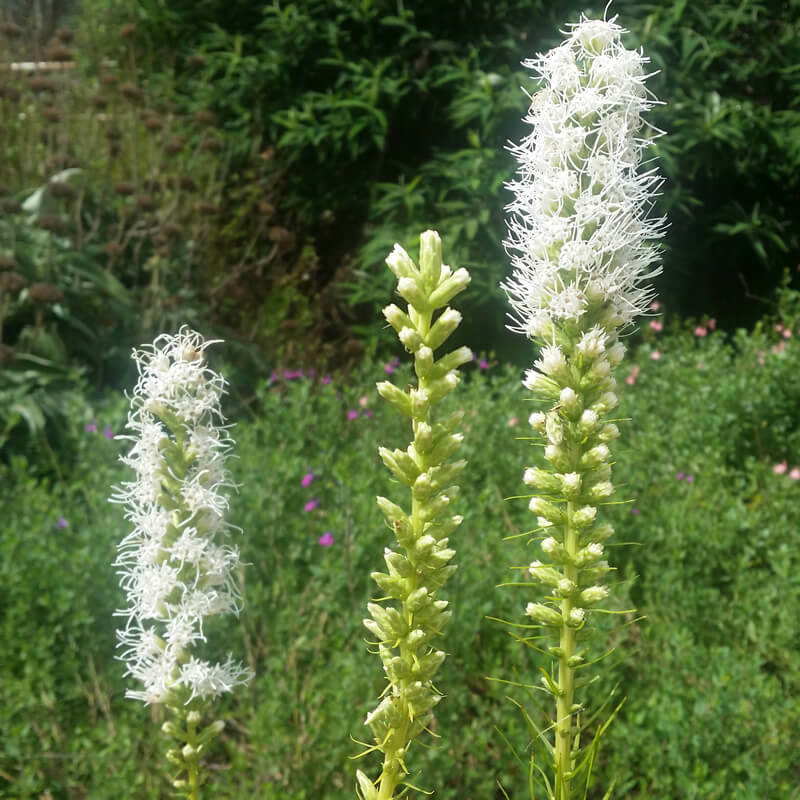 Liatris spicata - Floristan White Blazing Star