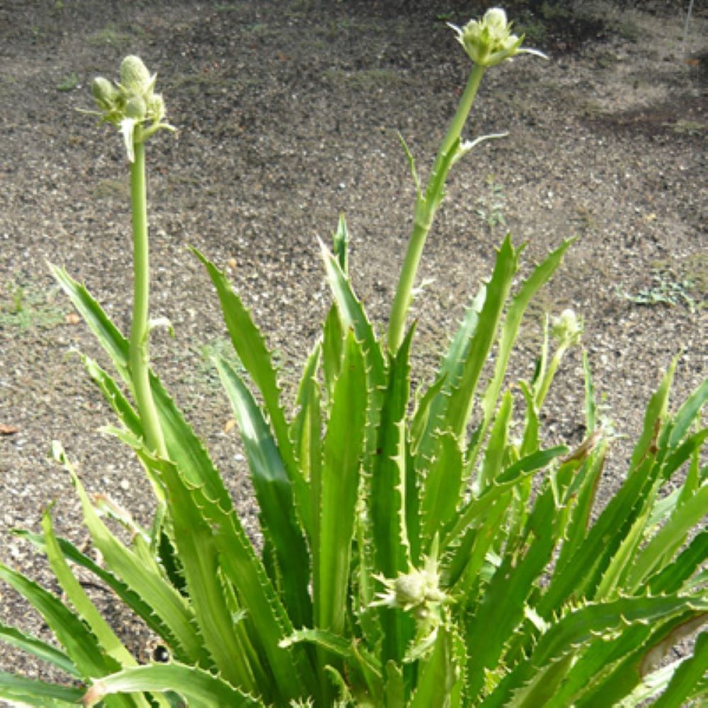 Eryngium agavifolium