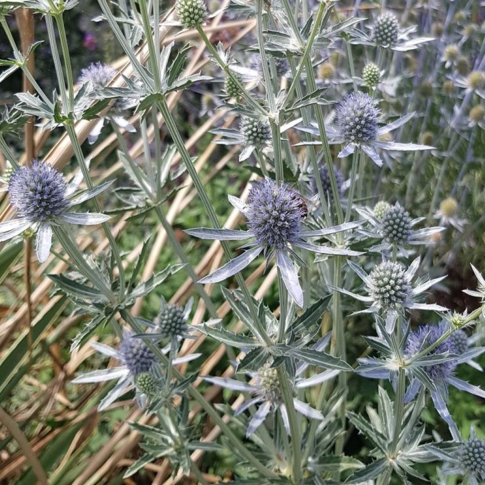 Eryngium planum 'Blaukappe'