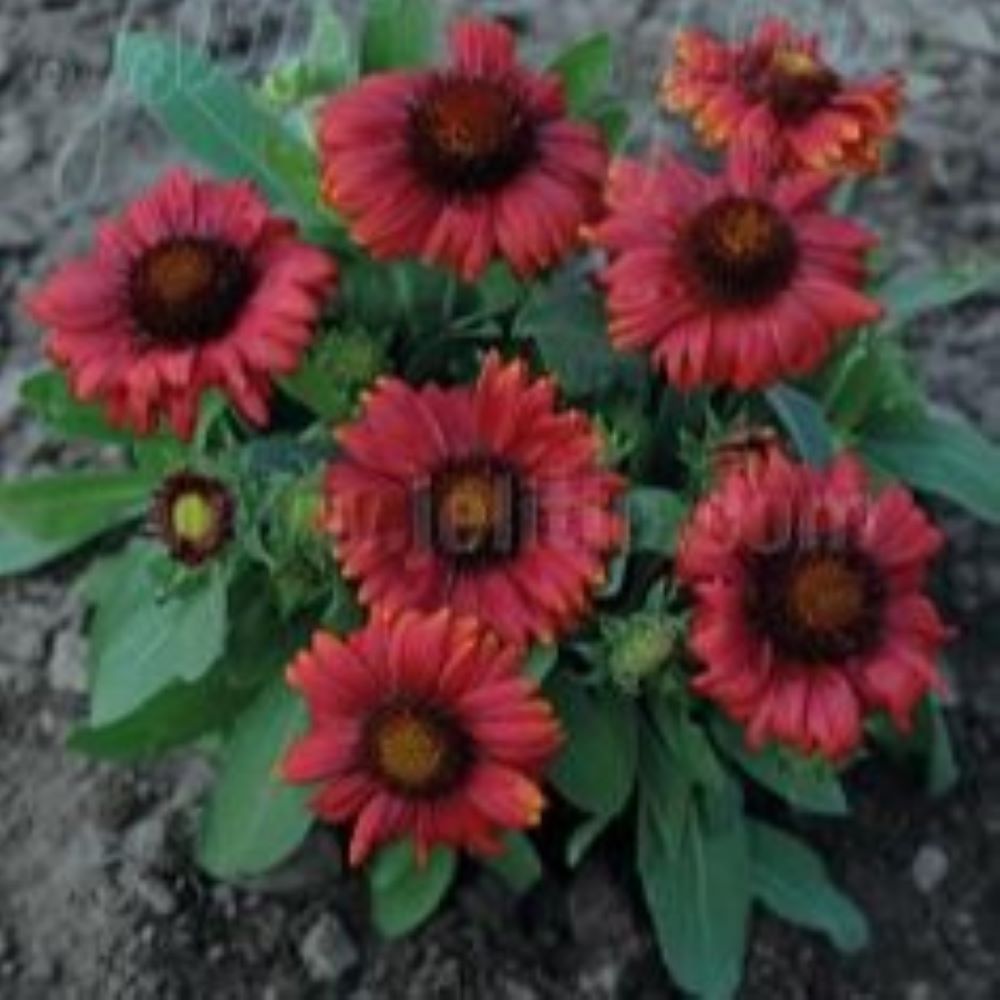 Gaillardia x grandiflora - Mesa Red