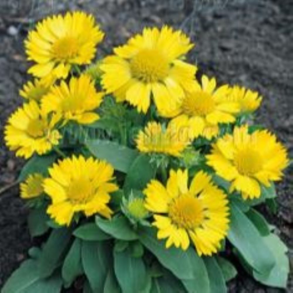 Gaillardia x grandiflora - Mesa Yellow