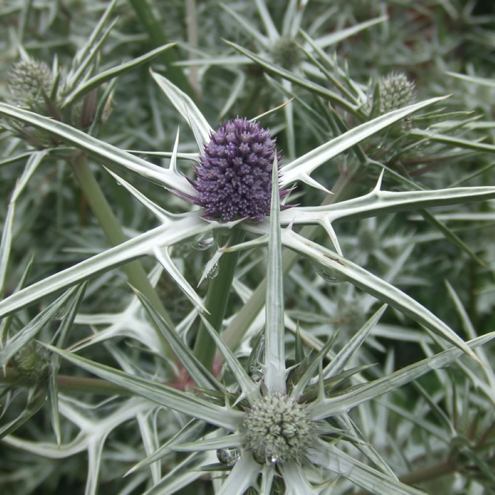 Eryngium variifolium - Miss Marble Moroccan Sea Holly