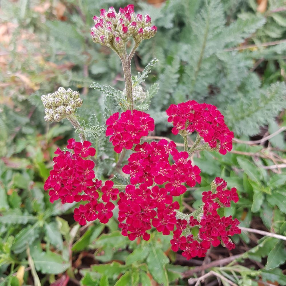 Achillea millefolium 'Red Velvet'