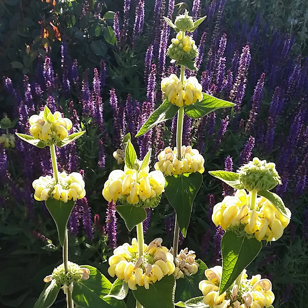 Phlomis russeliana