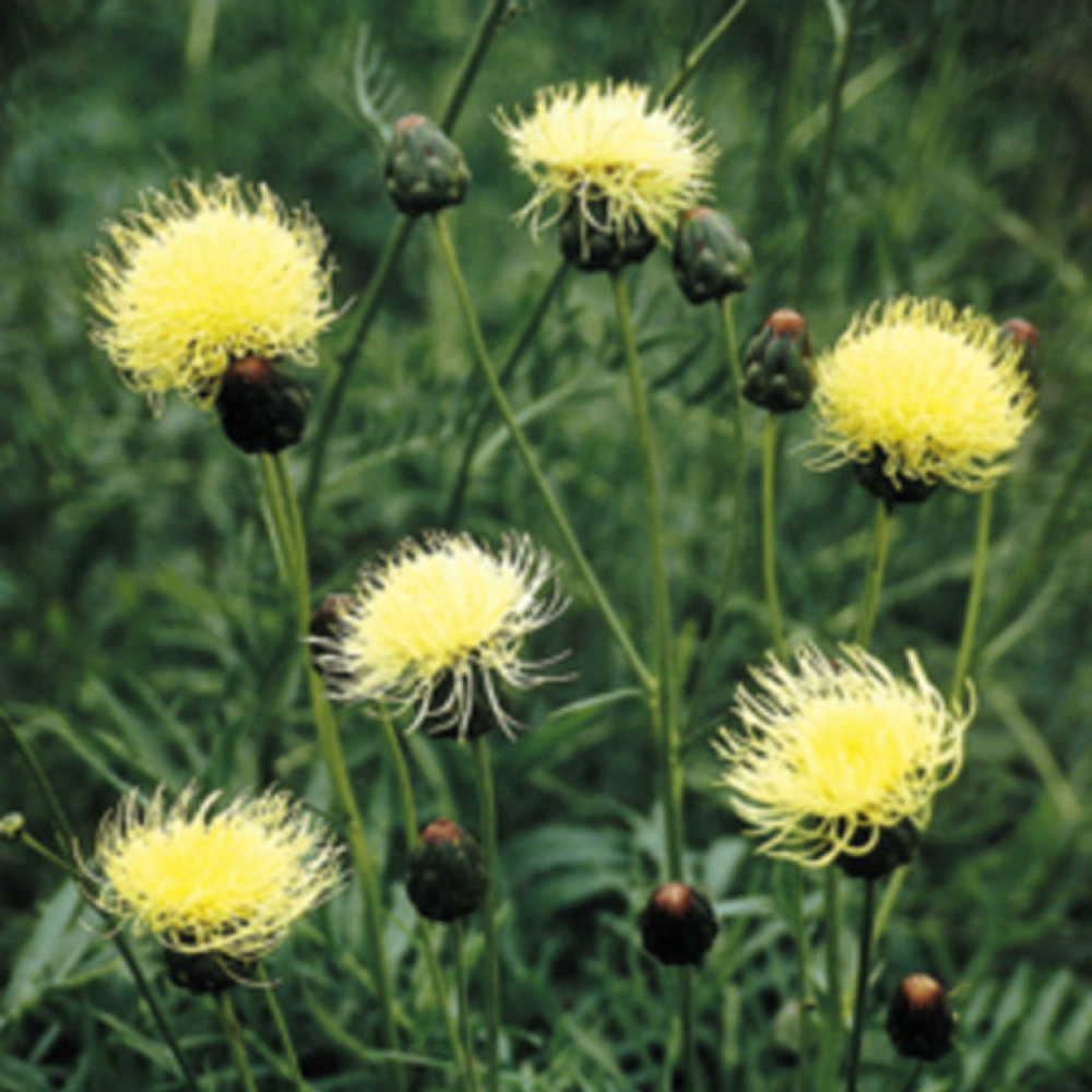 Centaurea ruthenica