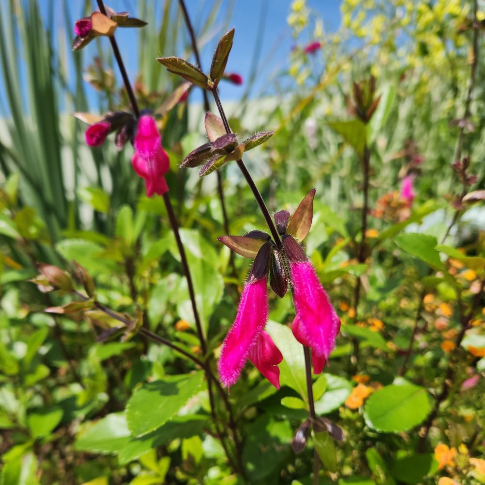 Salvia buchananii - Buchanan''s Sage or Velvet Slippers