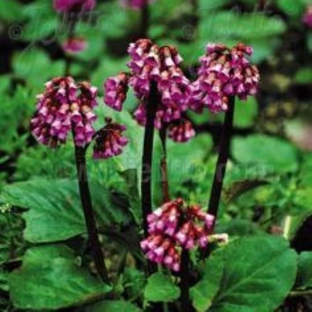 Bergenia purpurescens