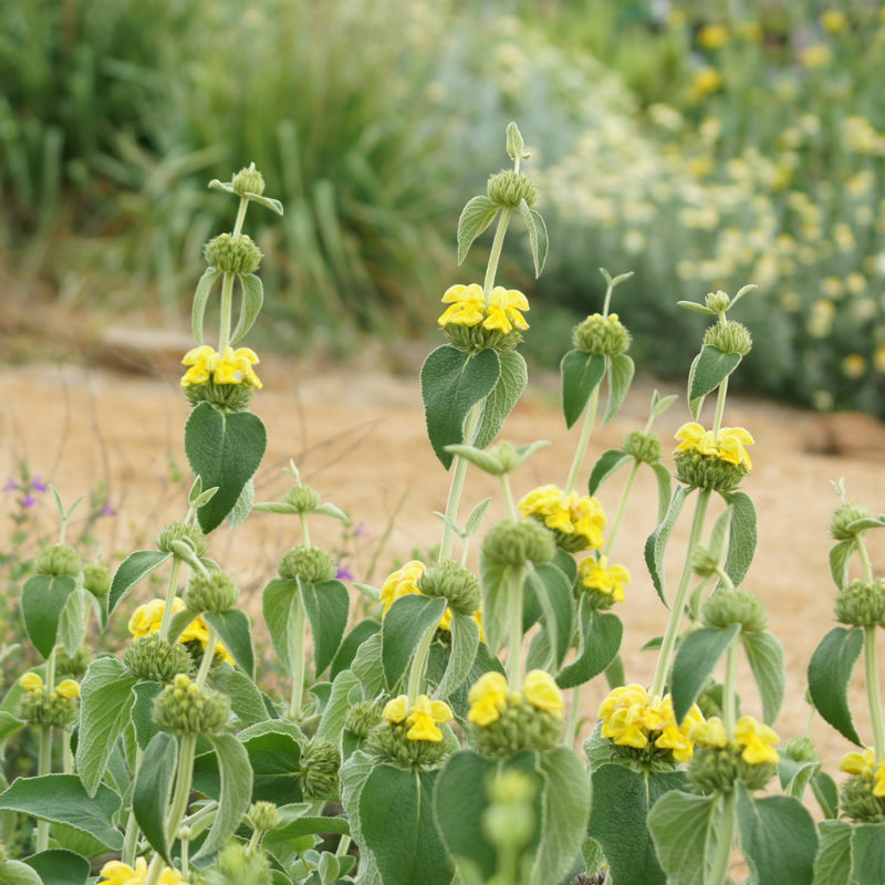 Phlomis 'Edward Bowles'