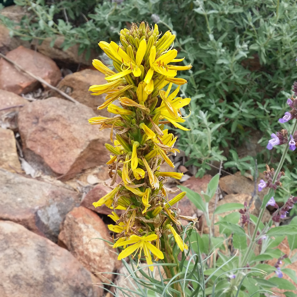 Asphodeline lutea - Yellow Asphodel, Kings Spear