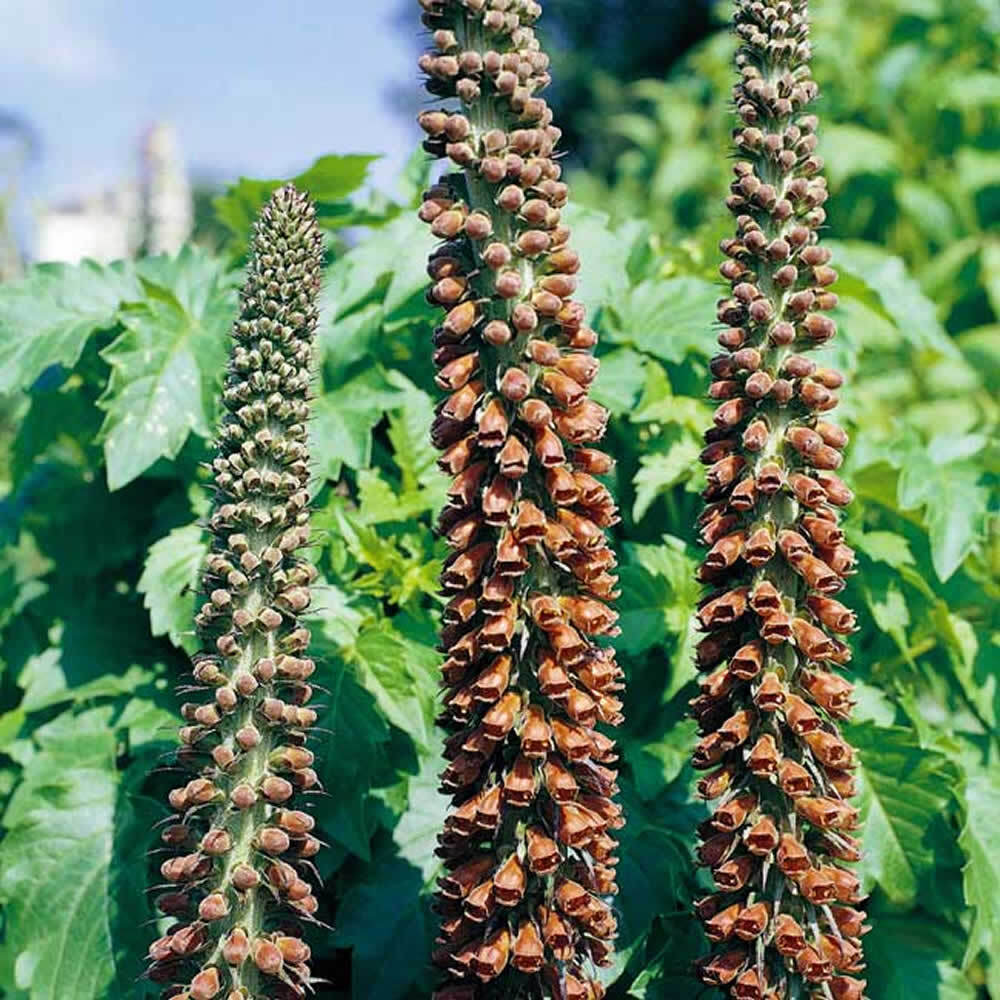 Digitalis parviflora - Chocolate Soldier Foxglove