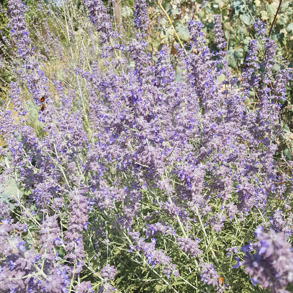 Perovskia atriplicifolia - Russian Sage 'Blue Spire' syn Salvia yangii