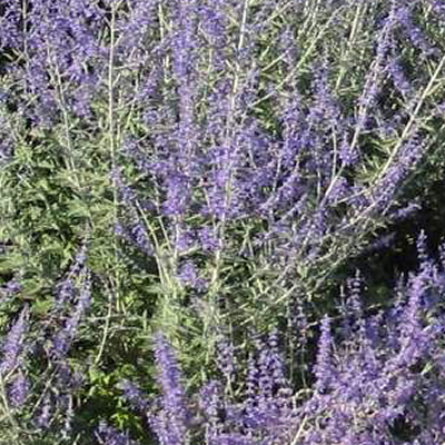 Perovskia atriplicifolia 'Filigran' Russian Sage syn Salvia yangii