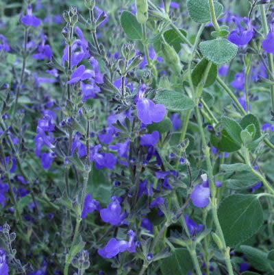 Salvia - 'Marine Blue'