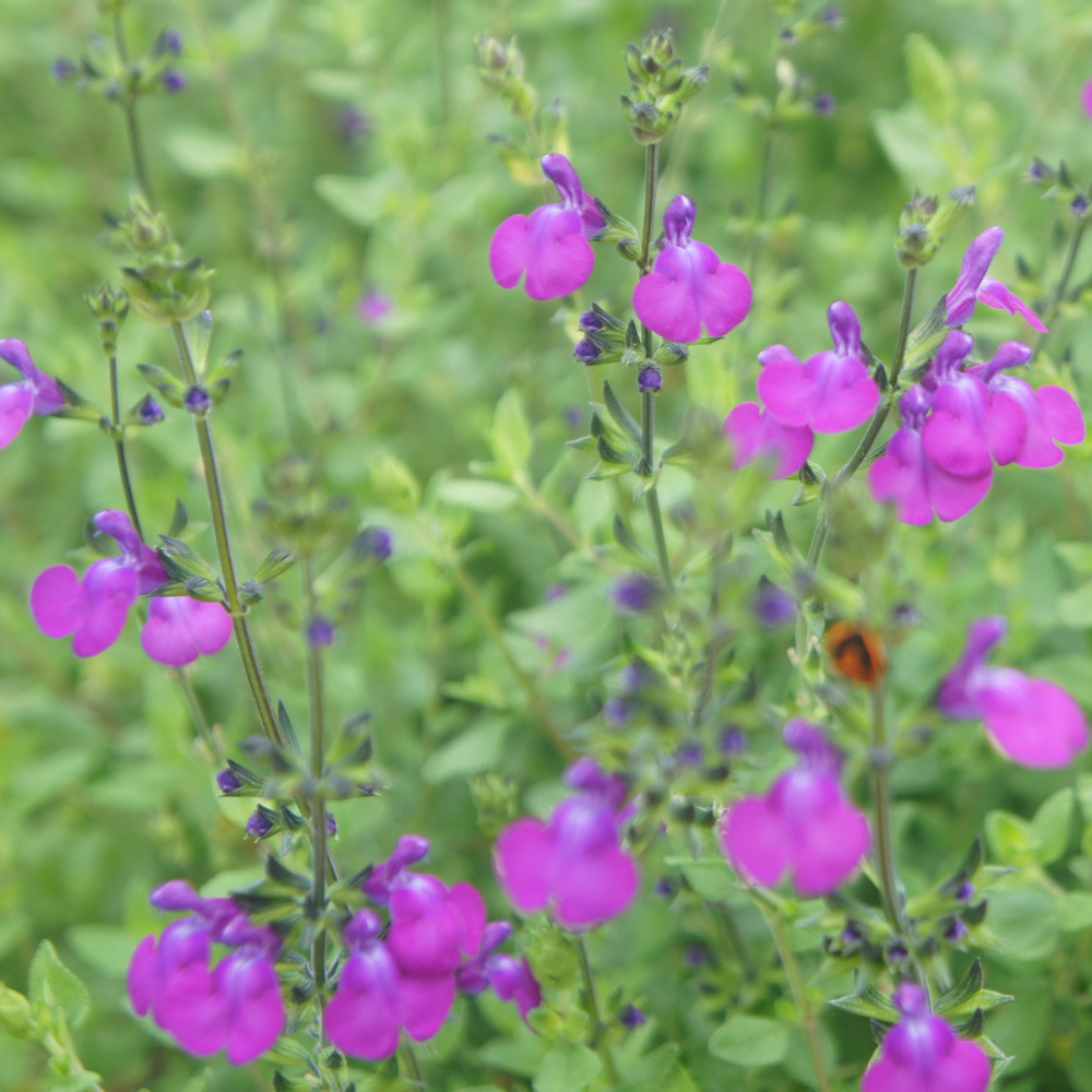 Salvia 'Christine Yeo'