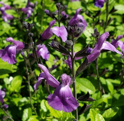 Salvia 'Mesa Azure'