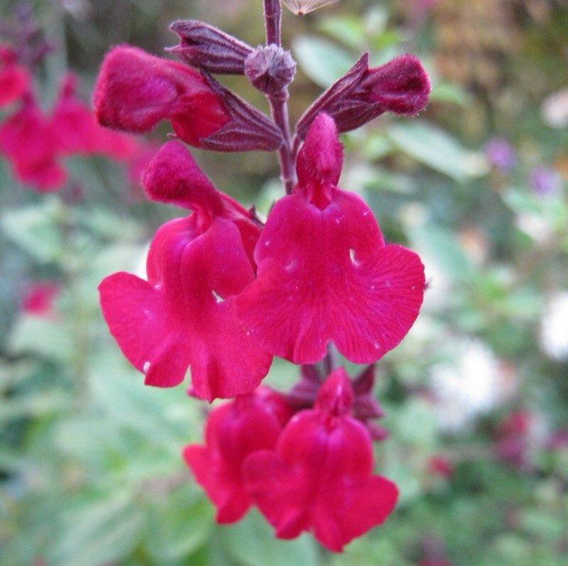 Salvia 'Silas Dyson'