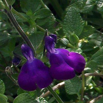 Salvia 'Superior Purple'