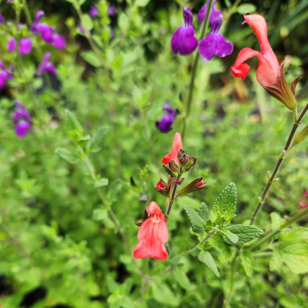 Salvia greggii - Tangerine