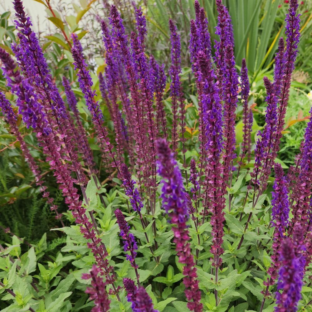 Salvia nemorosa - Caradonna